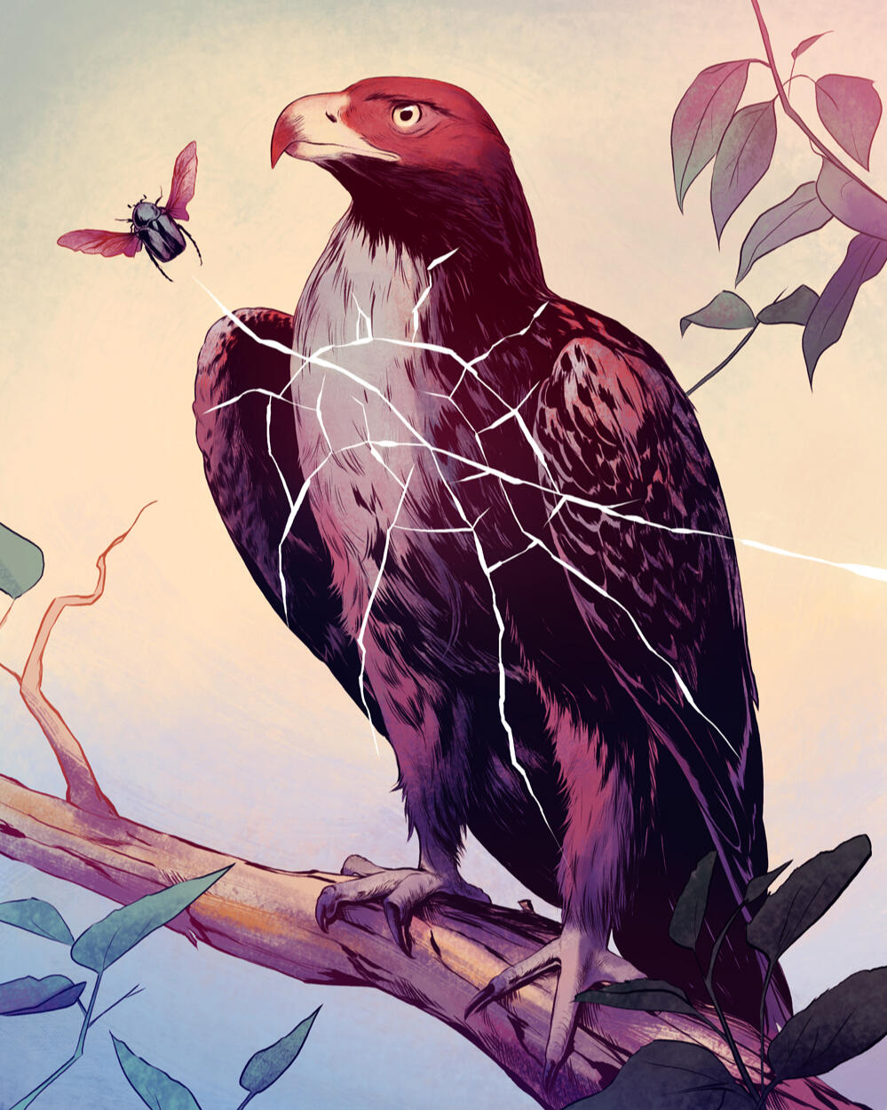 The eagle and the beetle